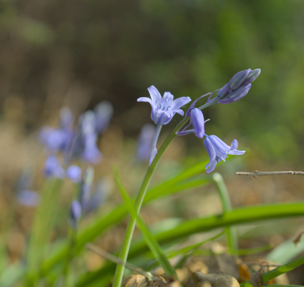 05 - A Bluebell