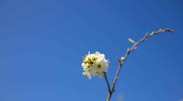 02 - A white flower against a clear blue sky