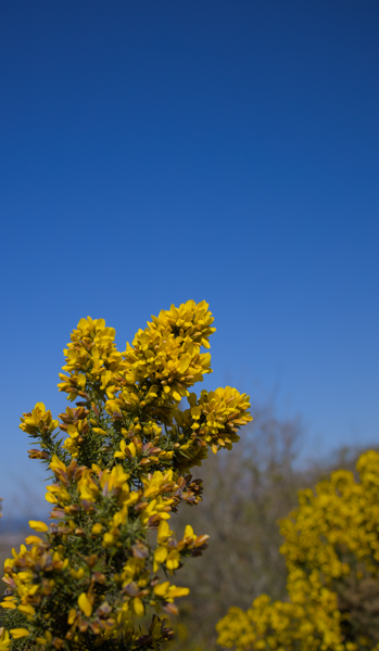 06 - Gorse flowers