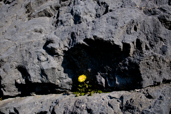04 - A Dandylion on a rock face