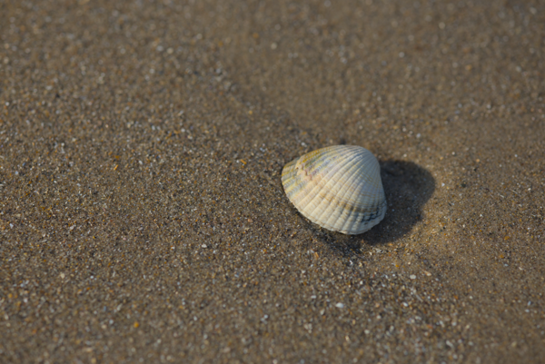 03 - A shell on a sandy beach
